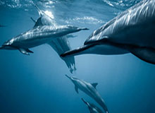 伟德Bevictor：从初心到共振的成长之旅